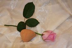 Rose-Herz-83.jpg